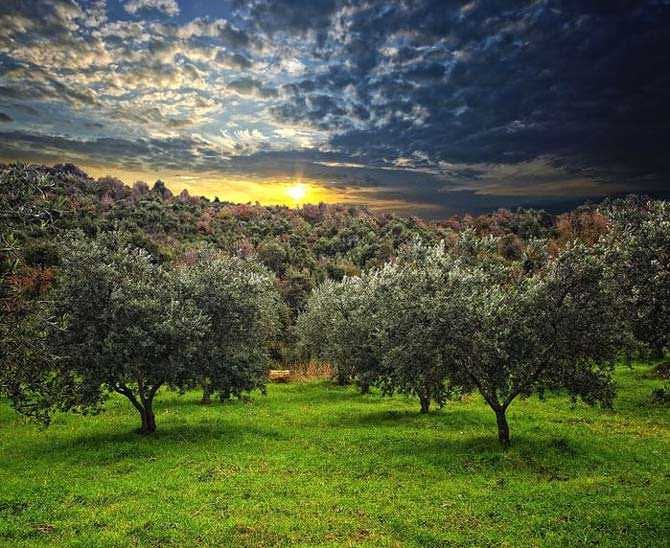 world-production-french-growers-encouraged-to-go-organic-olive-oil-times-french-growers-encouraged-to-go-organic