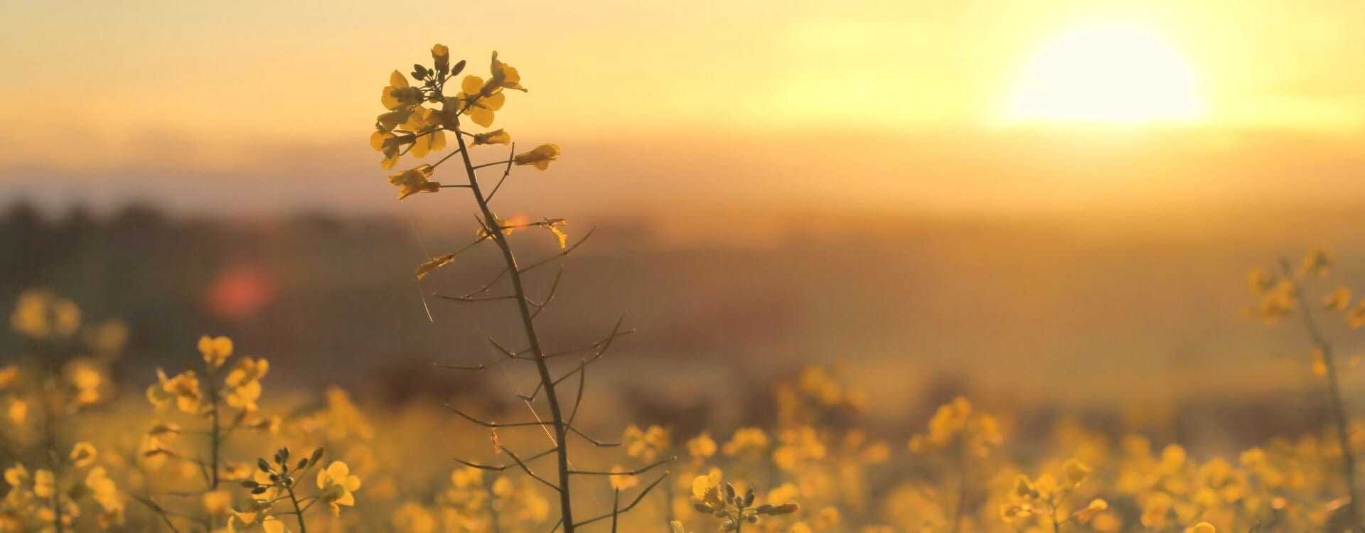 Fighting for the Future of Canola With Engineering Olive Oil