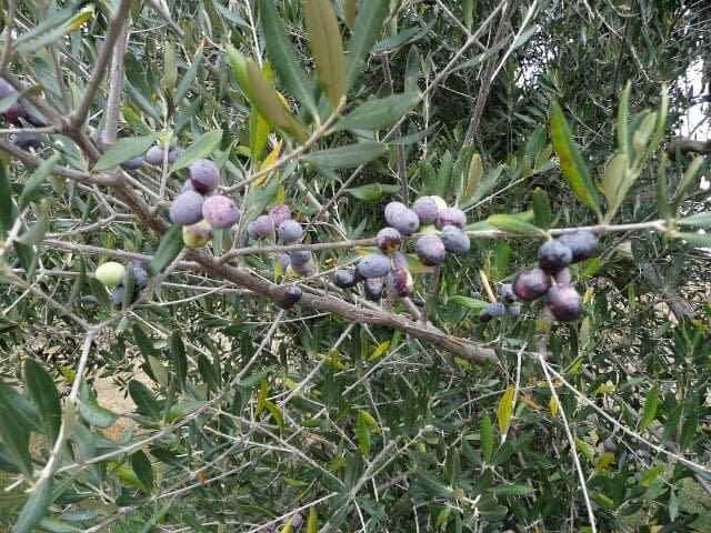 Half-ripe olives - Kyneton Olives, Great pickled and marina…