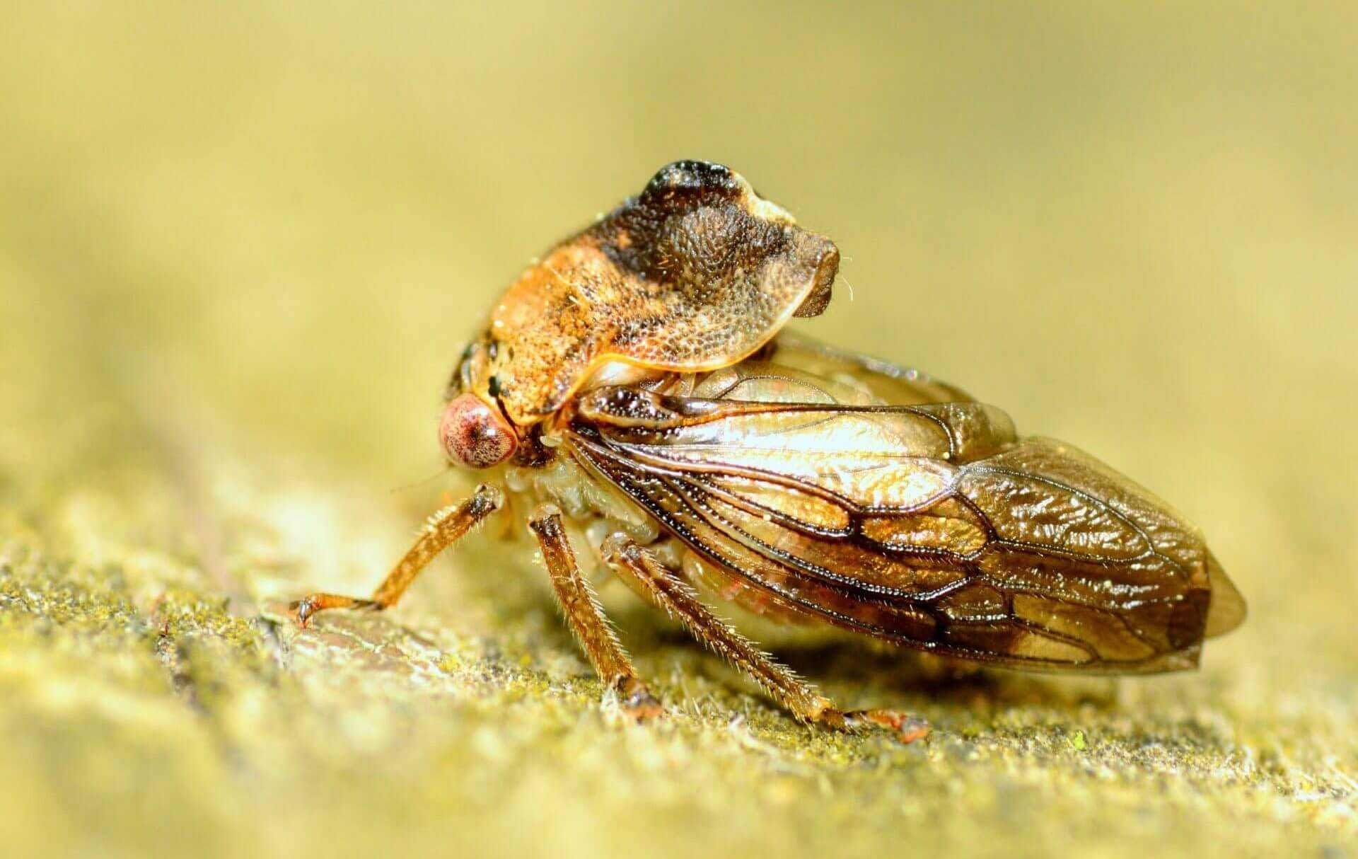 world-business-europe-xylella-outbreak-in-apulian-buffer-zone-puts-millenary-trees-at-risk-olive-oil-times