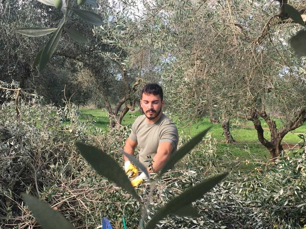 production-business-europe-mounting-concerns-in-greece-as-harvest-nears-olive-oil-times