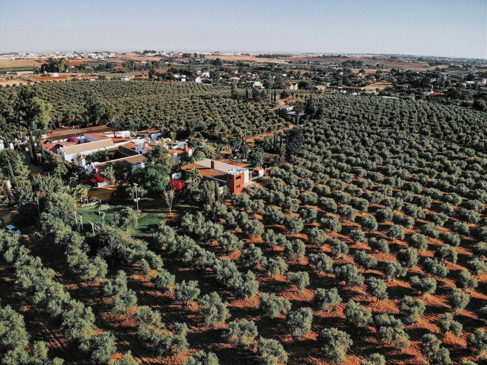 world-production-business-climate-and-covid-worry-farmers-preparing-for-harvest-olive-oil-times