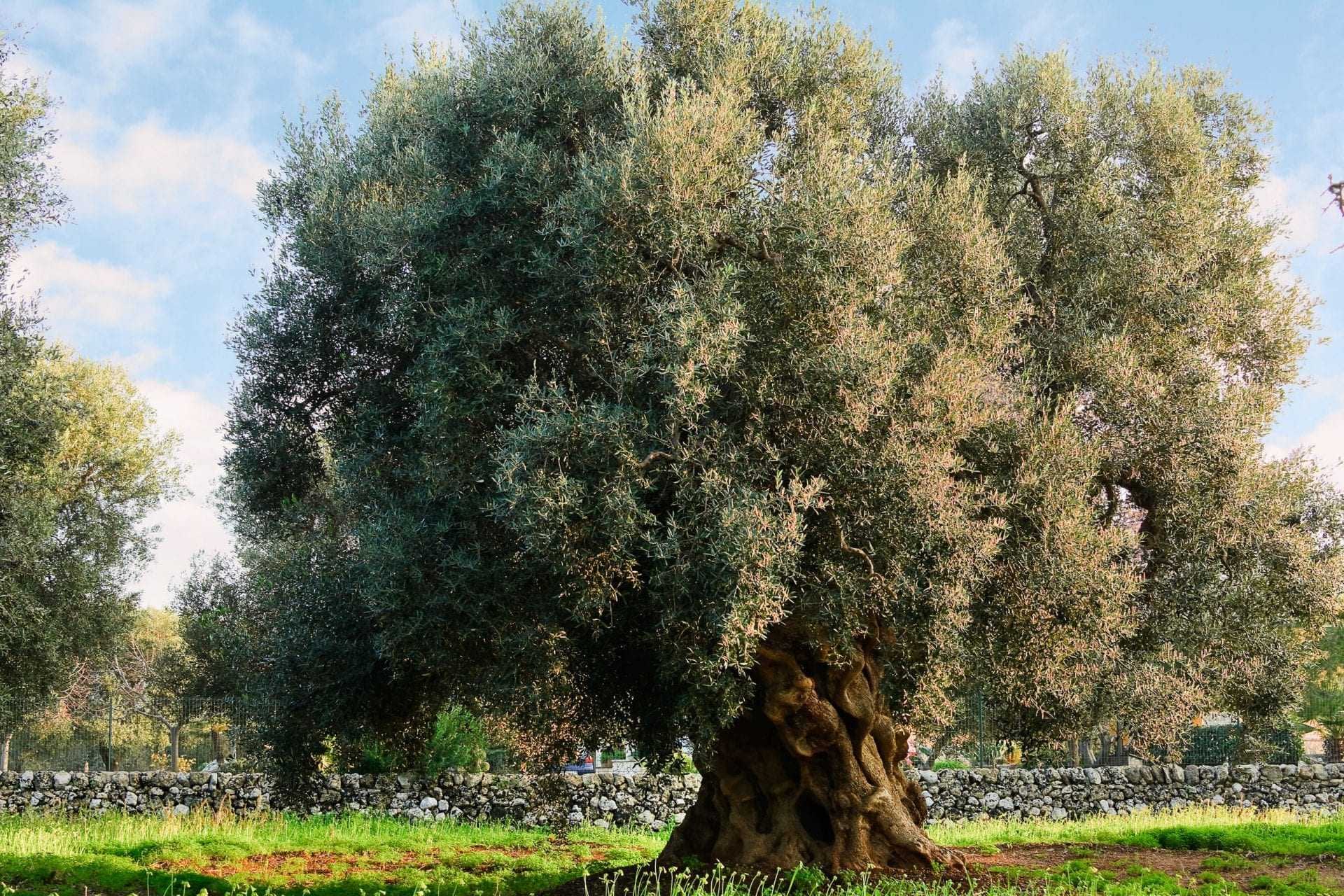 briefs-europe-latest-xylella-outbreak-in-puglia-continues-to-spread-olive-oil-times