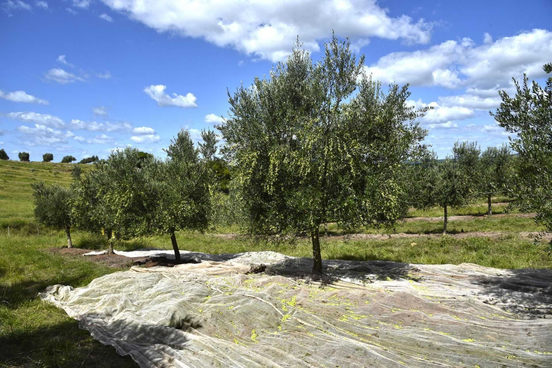 profiles-the-best-olive-oils-competitions-south-america-renewed-focus-on-quality-pays-off-for-brazilian-producers-at-2021-nyiooc-olive-oil-times