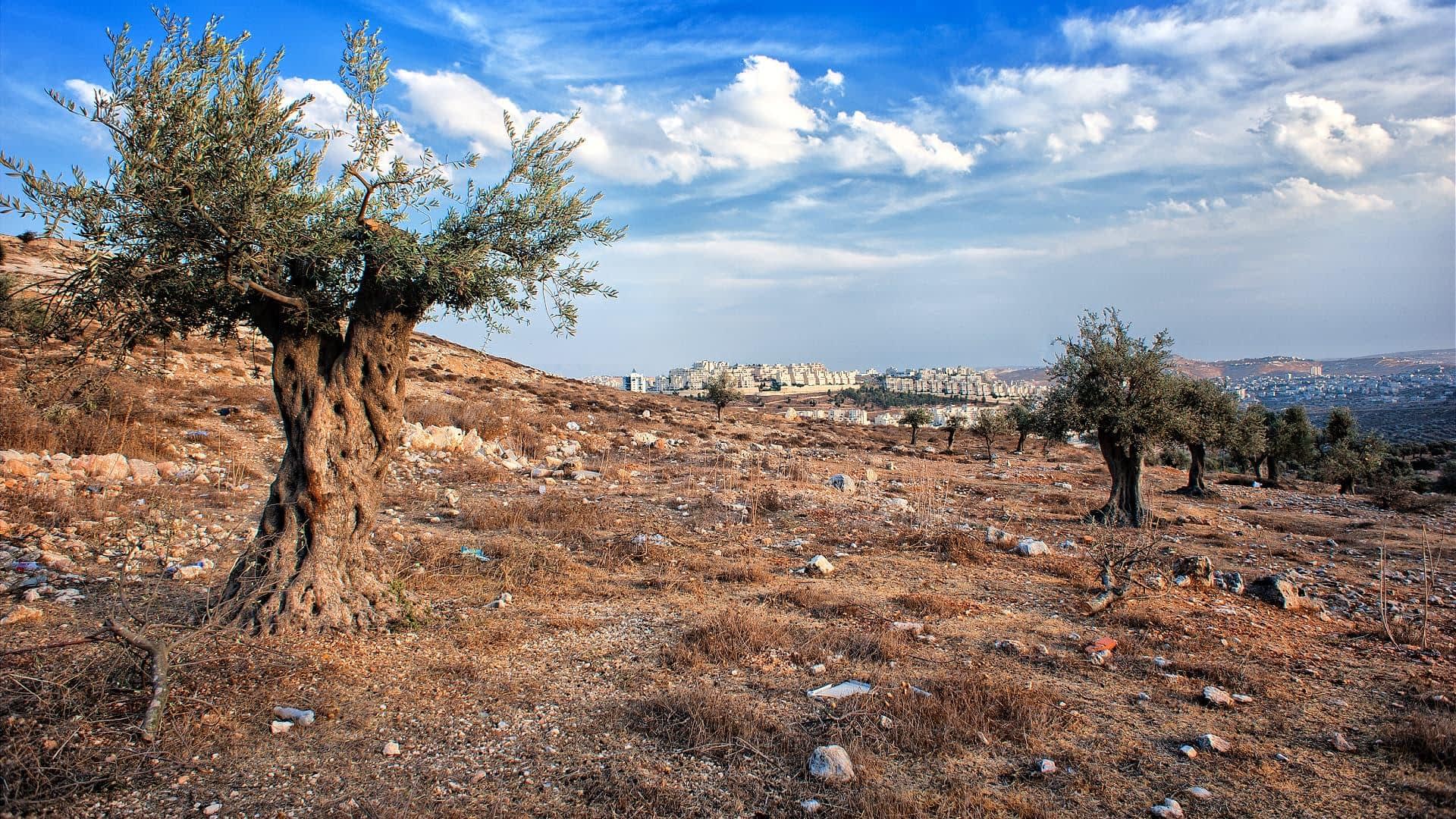 Adopt an Olive Tree in Palestine