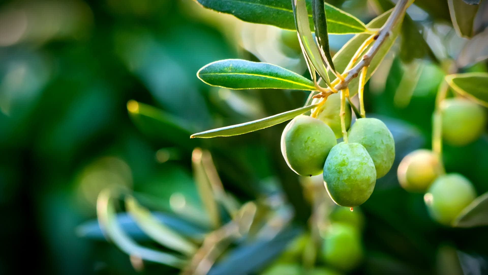 The Annual Olive Tree Cycle - Olive Oil Times