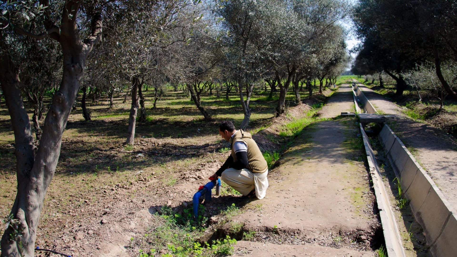 Adopt an Olive Tree - United Nations Sustainable Development