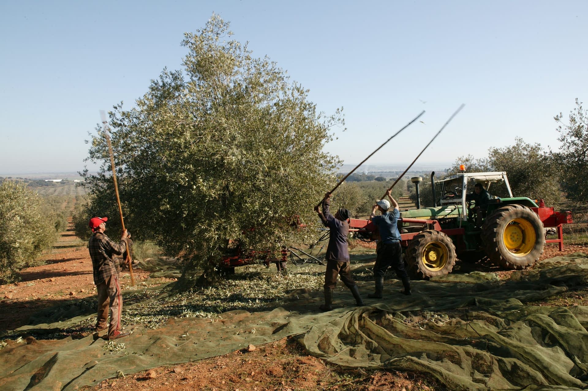 production-business-europe-record-yields-for-portugal-in-the-202122-crop-year-olive-oil-times