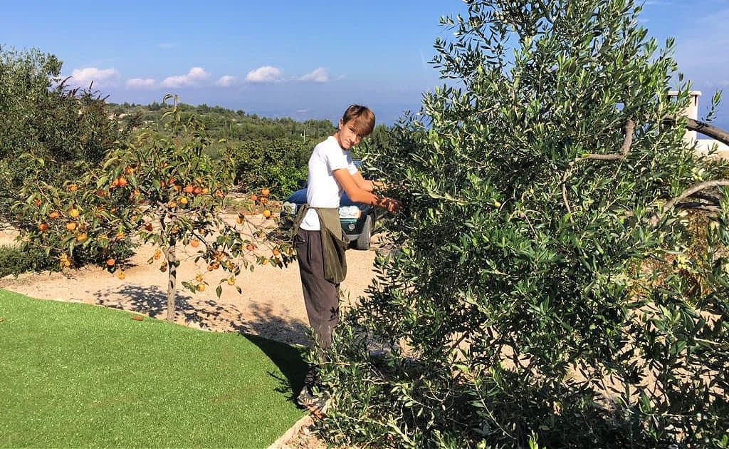 profiles-the-best-olive-oils-production-debutants-from-solta-win-gold-for-croatia-olive-oil-times