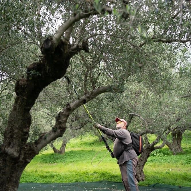 the-best-olive-oils-competitions-production-europe-award-winners-in-greece-discuss-a-feverish-season-before-a-bountiful-harvest-olive-oil-times