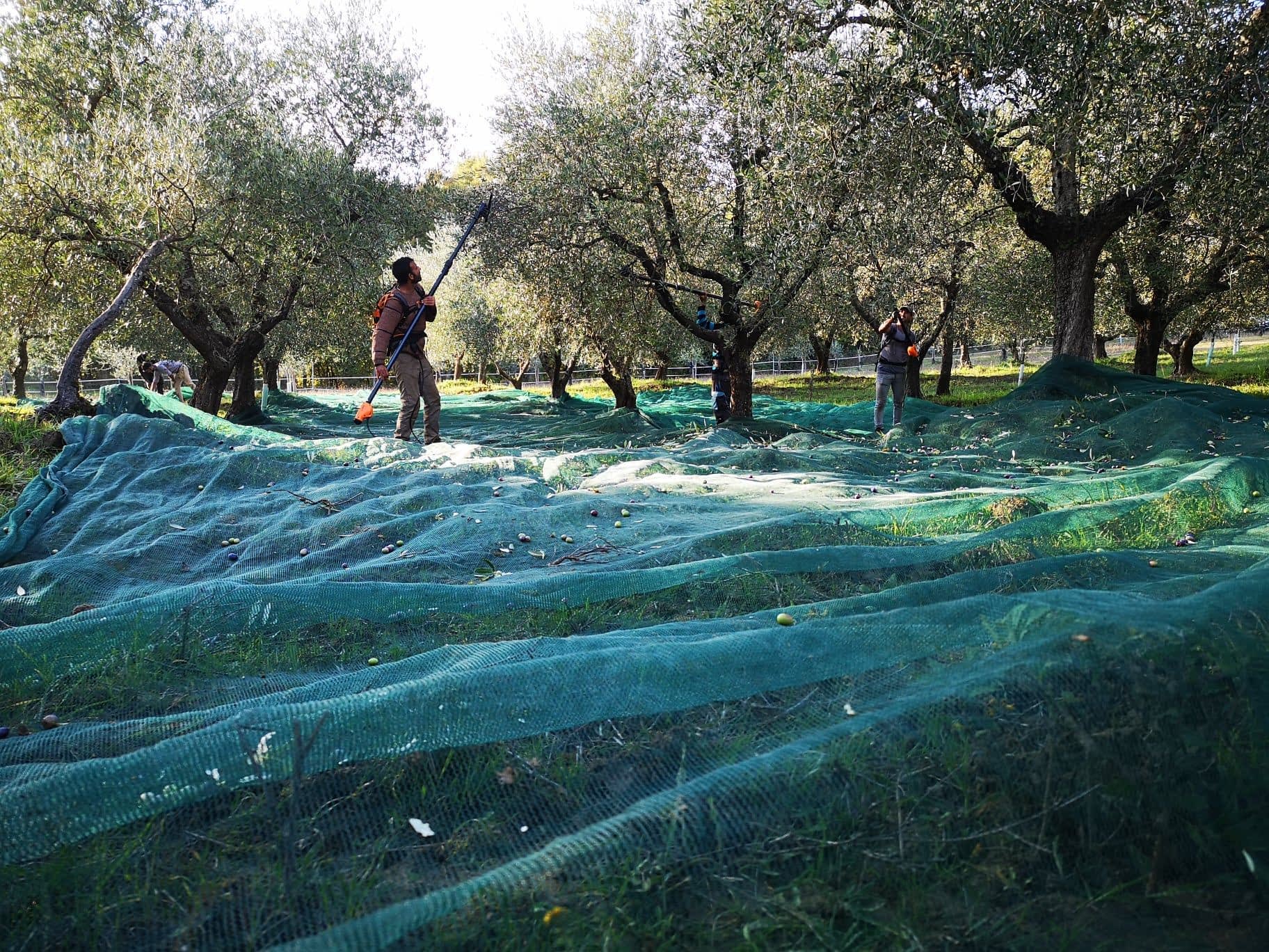 Curiosity & Insights - 5 things to know about olive's harvest and  extravirgin olive oil production - Poggio al Bosco