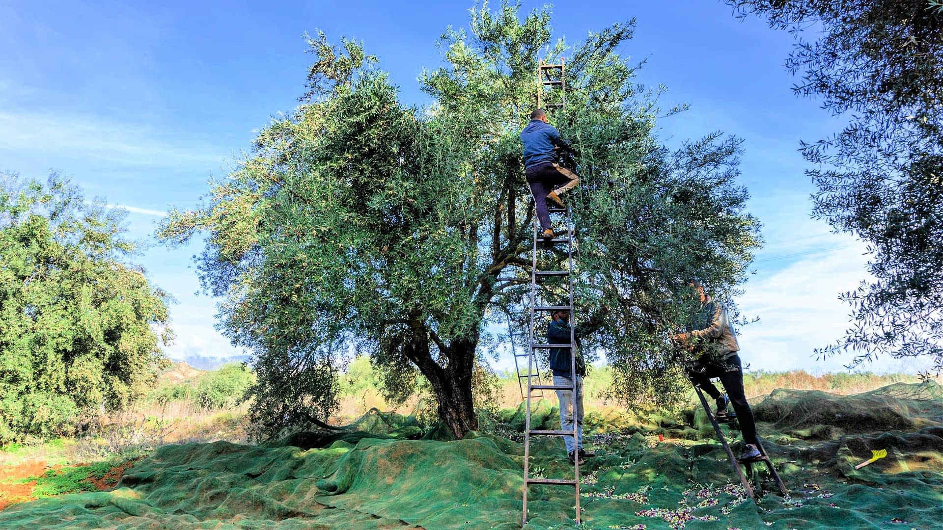 production-business-africa-middle-east-olive-oil-times