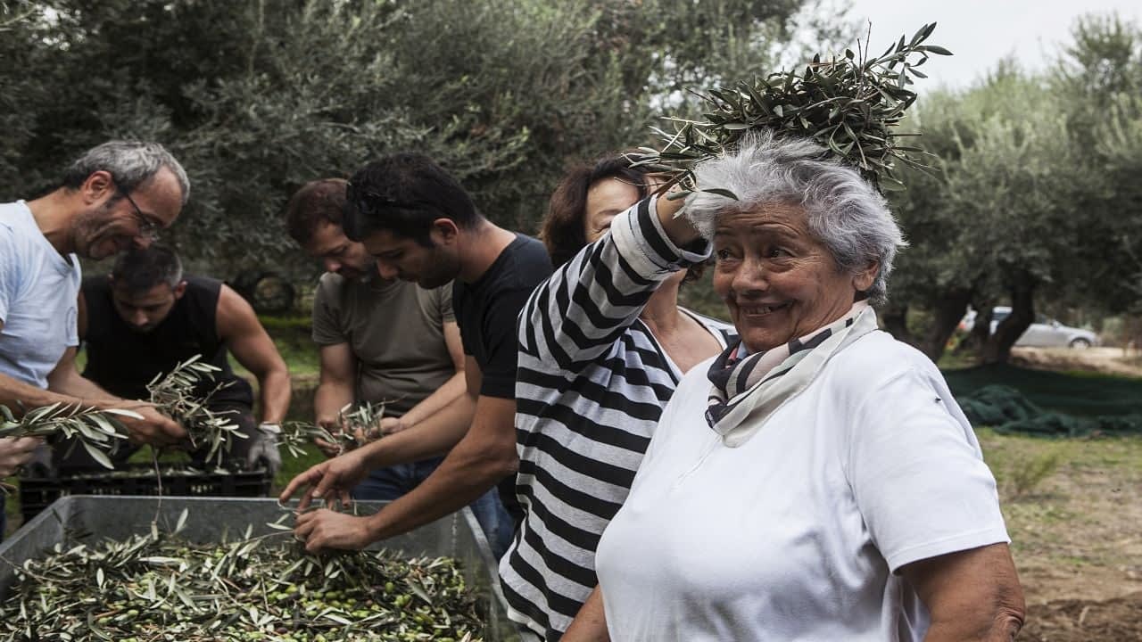the-best-olive-oils-competitions-production-europe-buoyed-by-bountiful-harvest-high-prices-greek-producers-celebrate-a-strong-showing-in-new-york-olive-oil-times