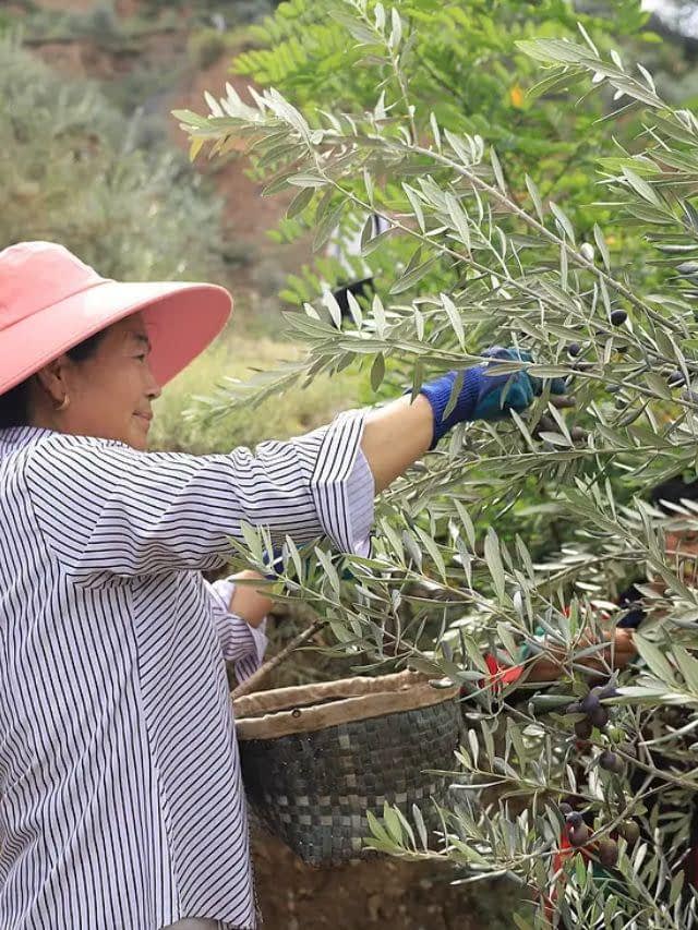 East Asian Olive Oils Reach the World Stage