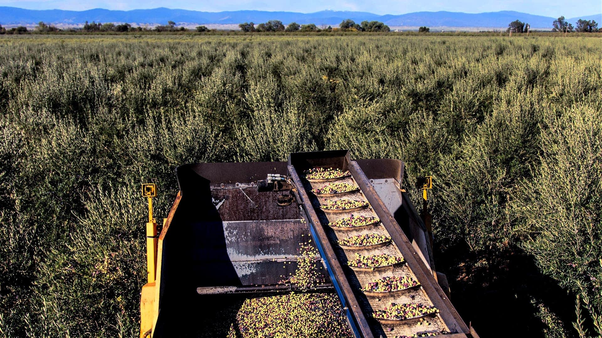 Data Will Define Next 25 Years at California Olive Ranch, CEO Says