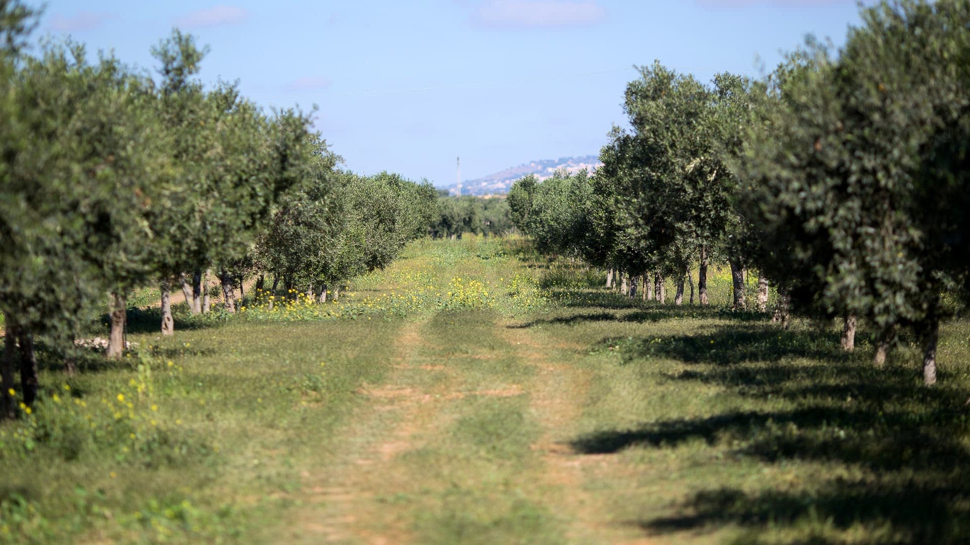 La storia dietro Starbucks Oleato - Olive Oil Times