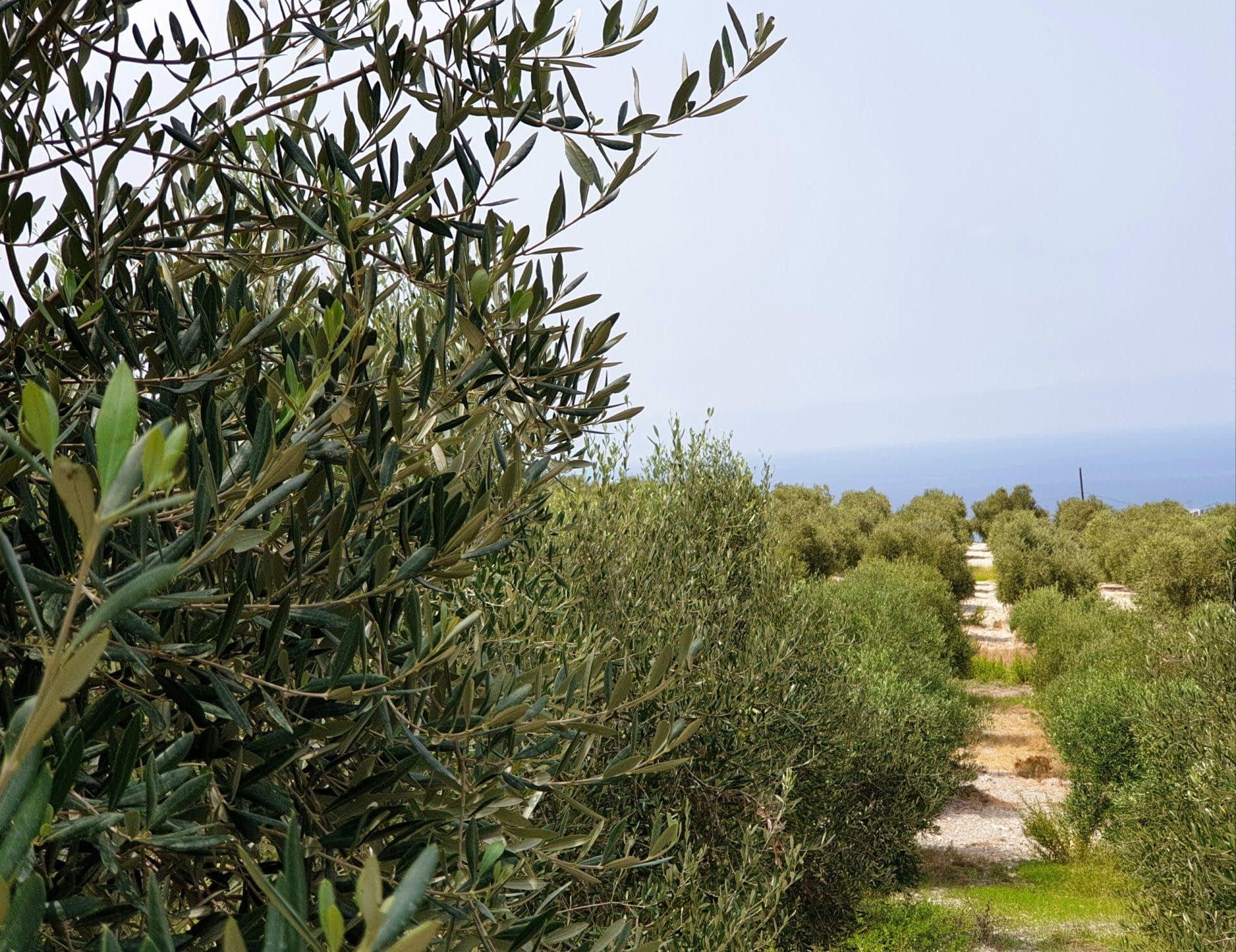 profiles-the-best-olive-oils-production-africa-middle-east-nurturing-italian-cultivars-in-olive-trees-historic-home-olive-oil-times