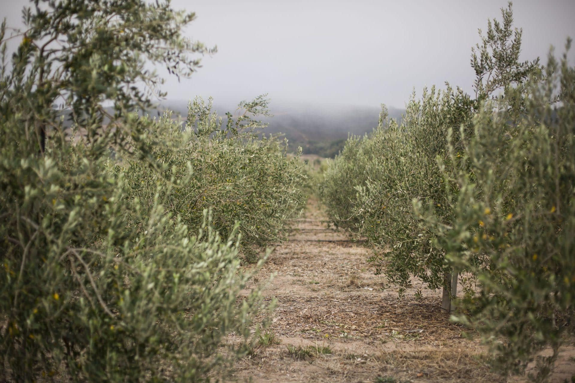 profiles-the-best-olive-oils-production-africa-middle-east-awardwinning-producer-highlights-growth-in-south-african-industry-olive-oil-times