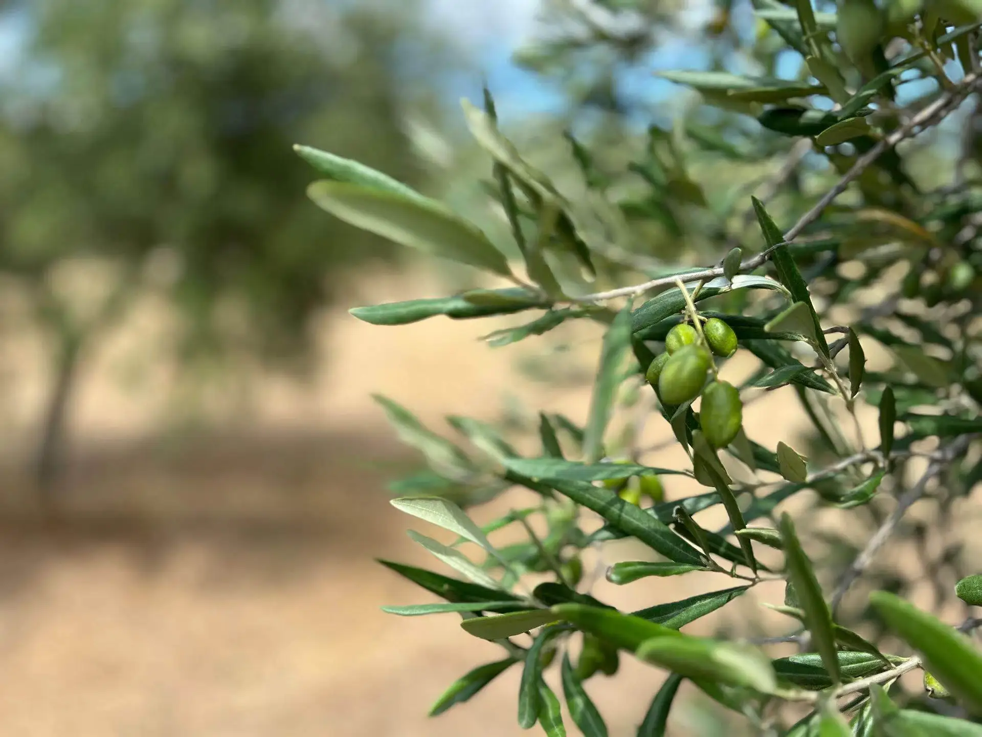 profiles-the-best-olive-oils-europe-awardwinning-siblings-grateful-father-chose-coratina-olive-oil-times