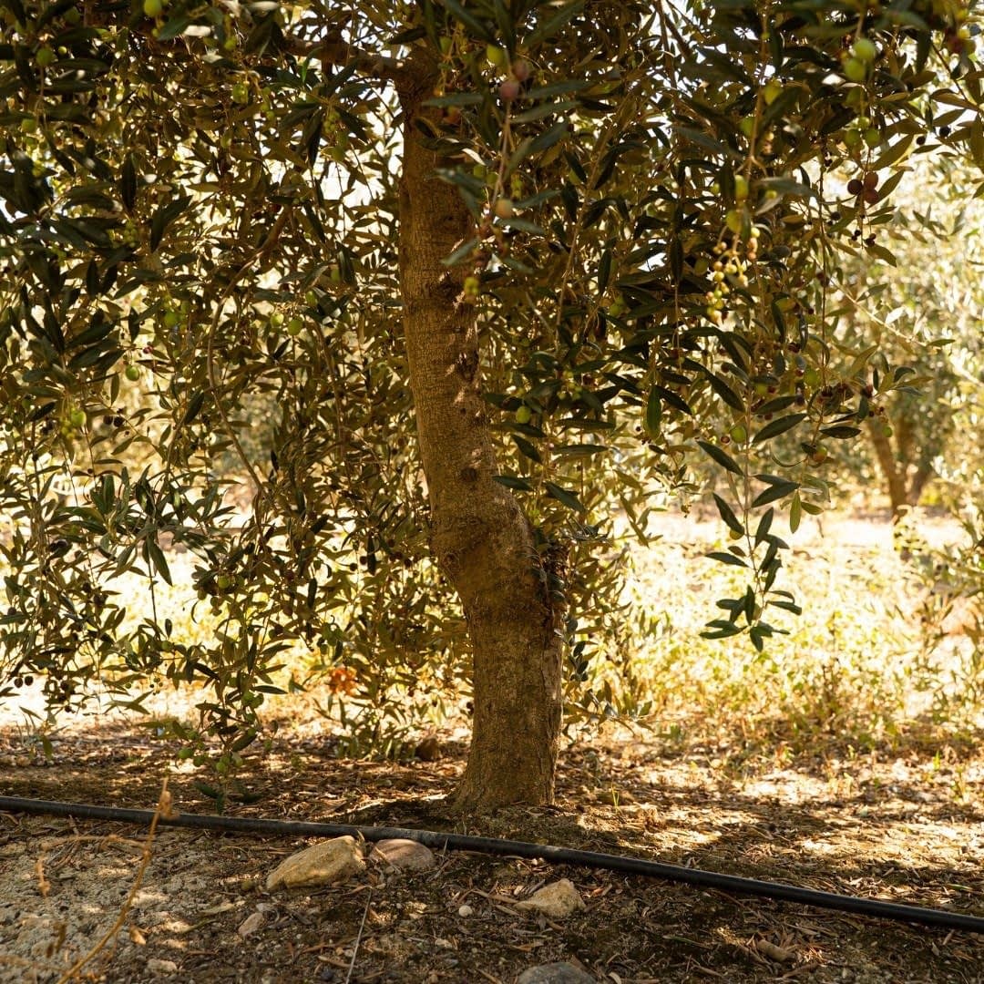 profiles-the-best-olive-oils-production-europe-awardwinning-catalan-producer-bets-on-growing-demand-for-arbequina-olive-oil-times