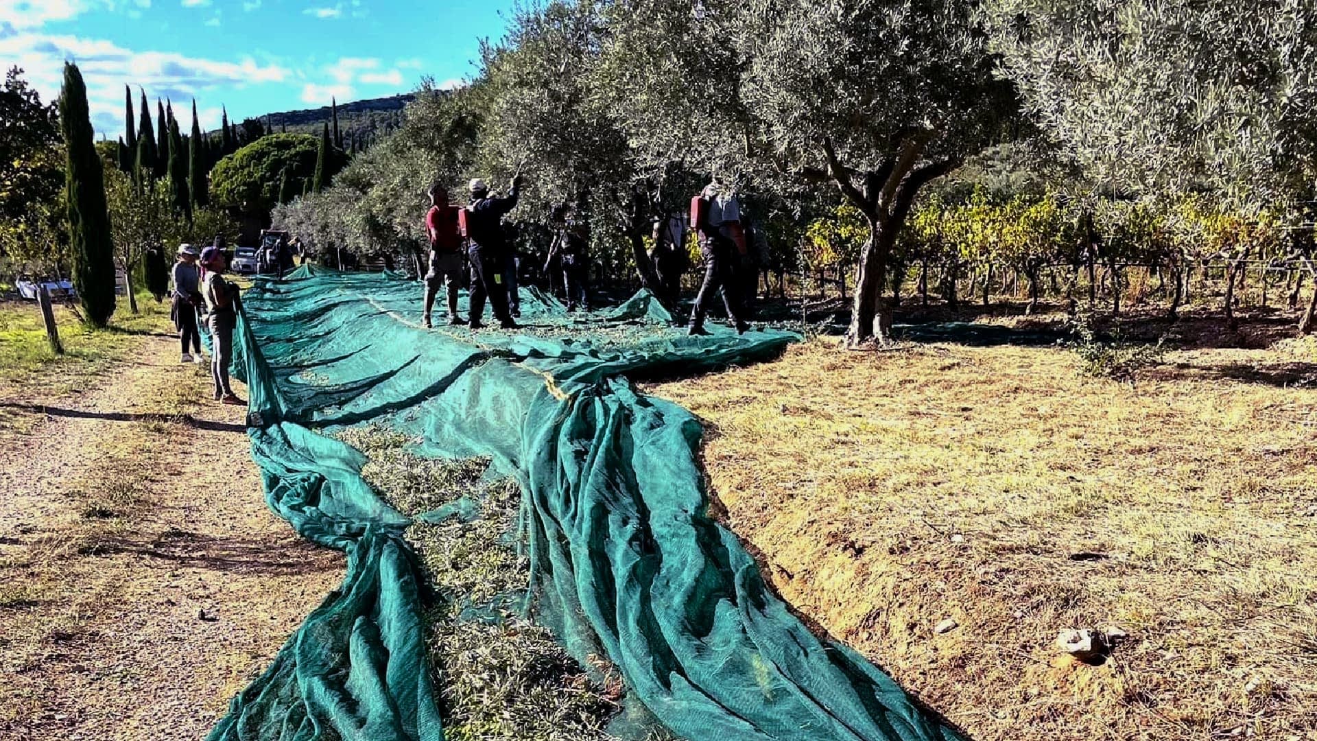 the-best-olive-oils-competitions-production-europe-french-producers-celebrate-awardwinning-finish-to-bumper-harvest-olive-oil-times