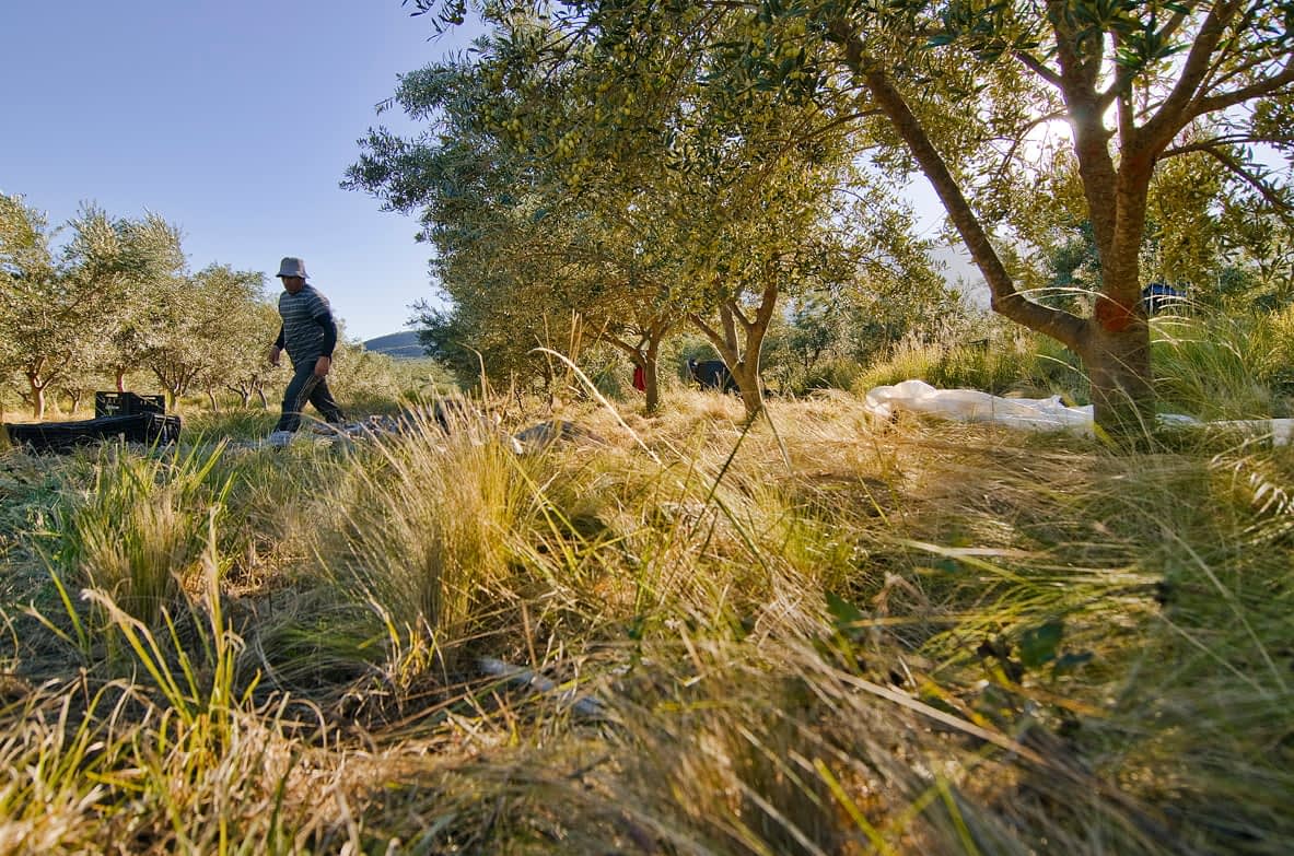 production-business-south-america-light-harvest-in-argentina-accompanied-by-rising-production-costs-olive-oil-times