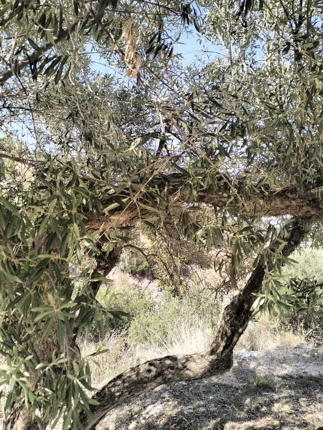 business-europe-invasive-sheep-devastate-olive-groves-in-eastern-spain-olive-oil-times