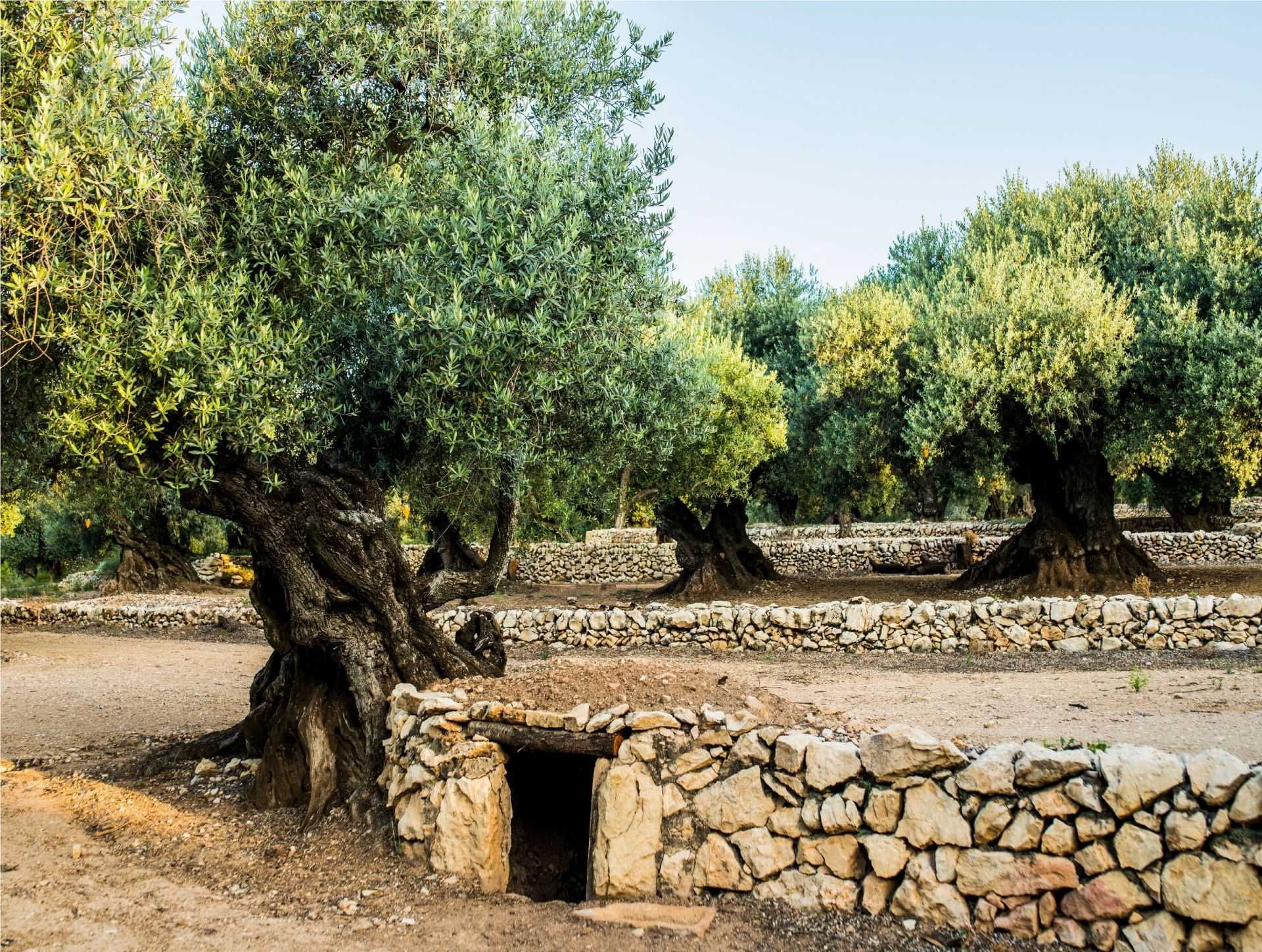 profiles-production-europe-catalan-producers-emphasize-history-and-sustainability-in-tourism-initiative-olive-oil-times
