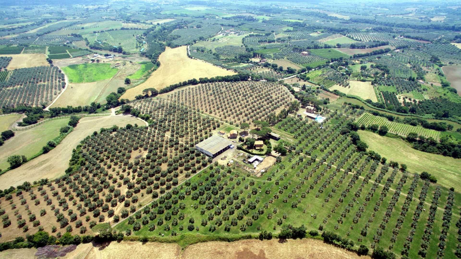 profiles-the-best-olive-oils-production-sustainable-tourism-and-highquality-production-at-traldi-farm-olive-oil-times