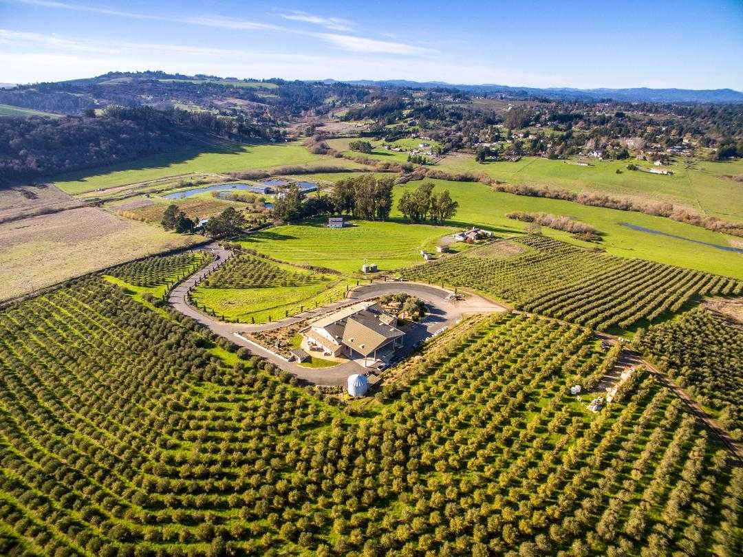world-profiles-the-best-olive-oils-production-north-america-sustainable-organic-production-helps-one-california-producer-standout-olive-oil-times