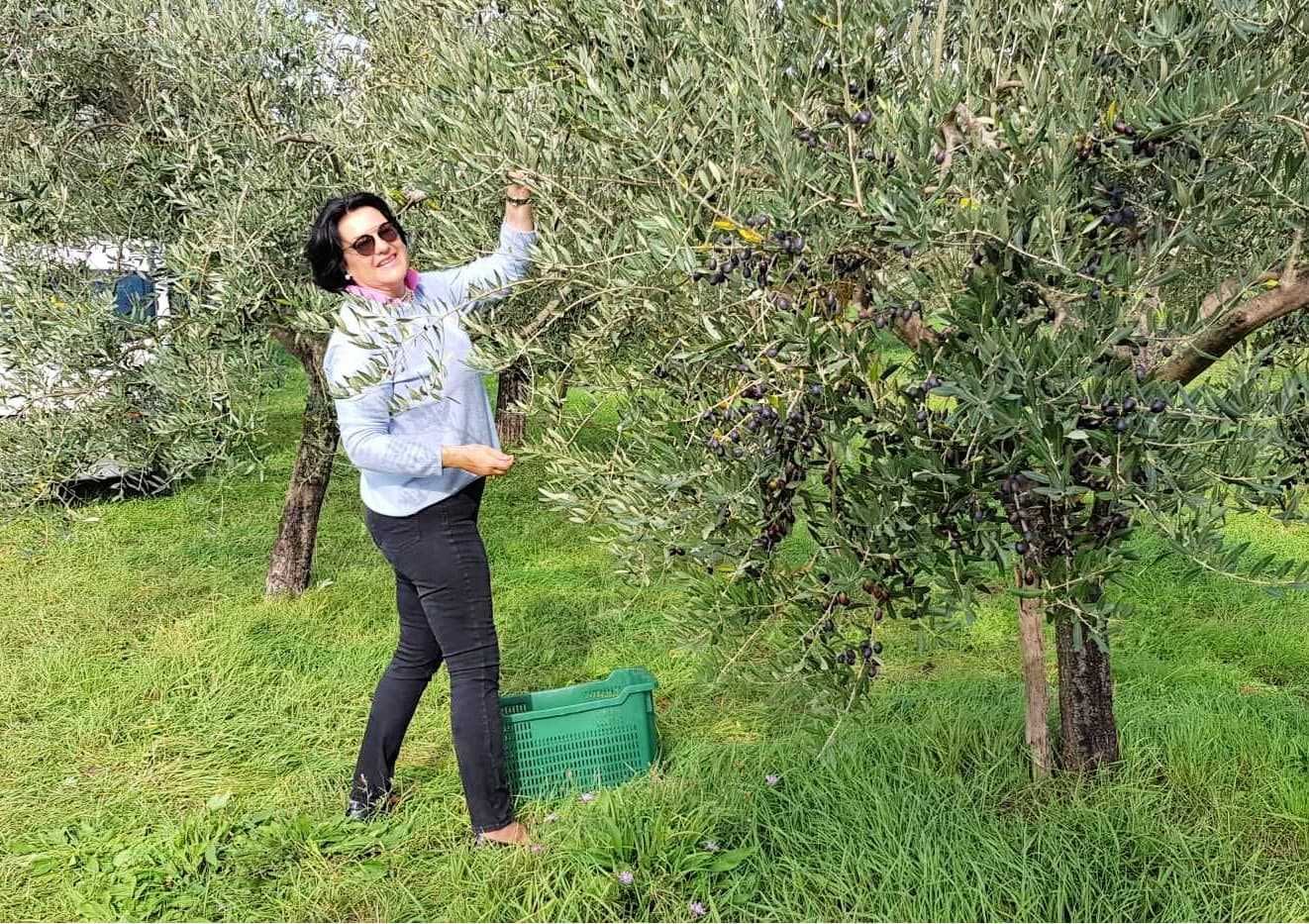 Die-besten-Olivenöl-Wettbewerbe-Europa-kroatische-Produzenten-feiern-87-Siege-bei-Weltwettbewerb-Olivenöl-Zeiten
