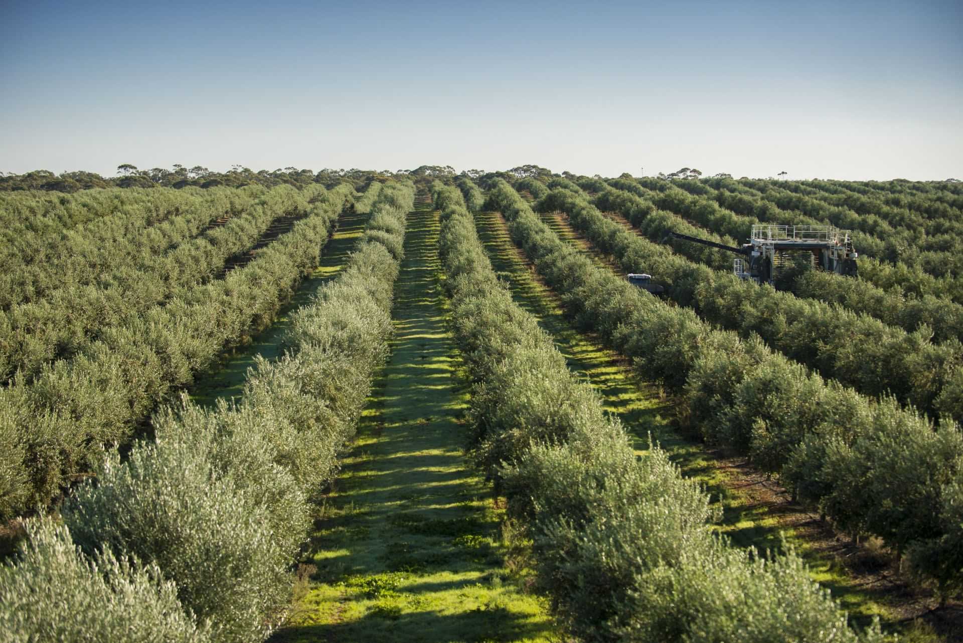 negocio-de-producción-australia-y-nueva-zelanda-después-de-años-de-sequía-y-covid-los-australianos-celebran-los-tiempos-de-cosecha-del-aceite-de-oliva-que-baten-récords