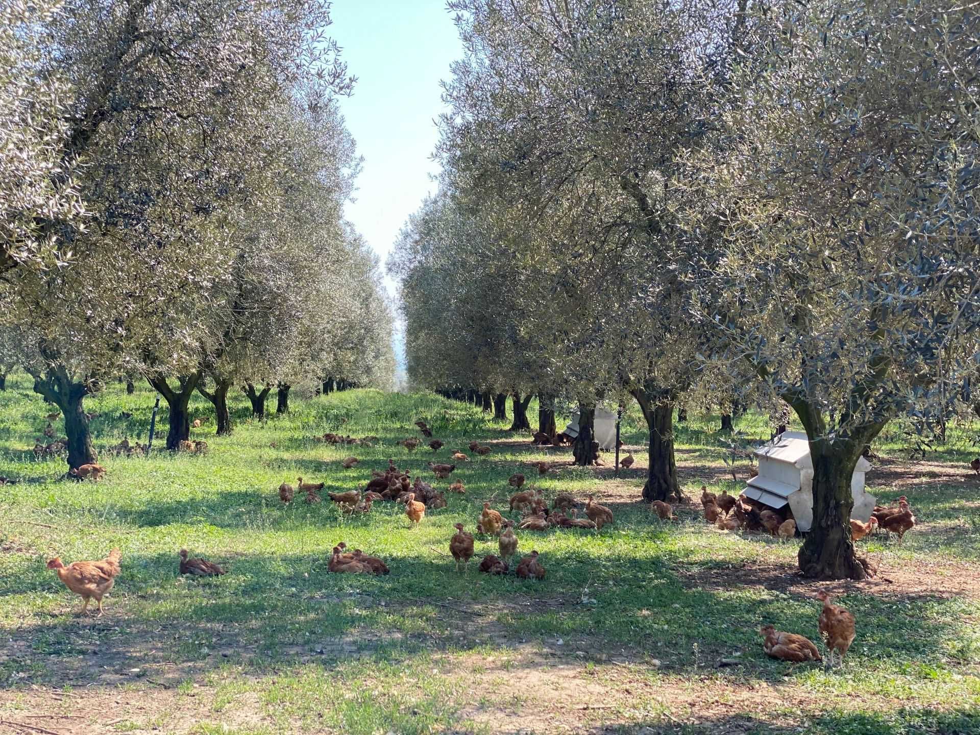 de-beste-olijfolie-competities-productie-europa-bekroonde-producenten-in-centraal-italië-voorbereiden-op-oogst-olijfolie-tijden