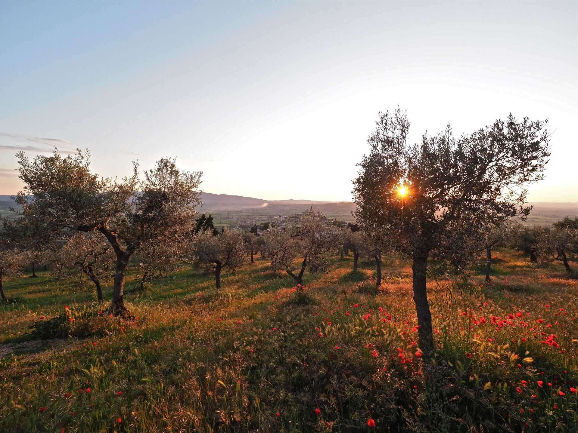 de-beste-olijfolie-competities-productie-europa-bekroonde-producenten-in-centraal-italië-voorbereiden-op-oogst-olijfolie-tijden