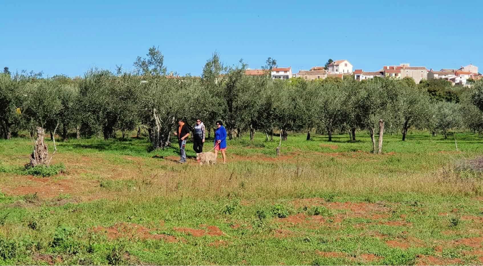profiles-production-business-europe-awardwinning-farm-in-croatia-grows-its-brand-in-the-austrian-market-olive-oil-times