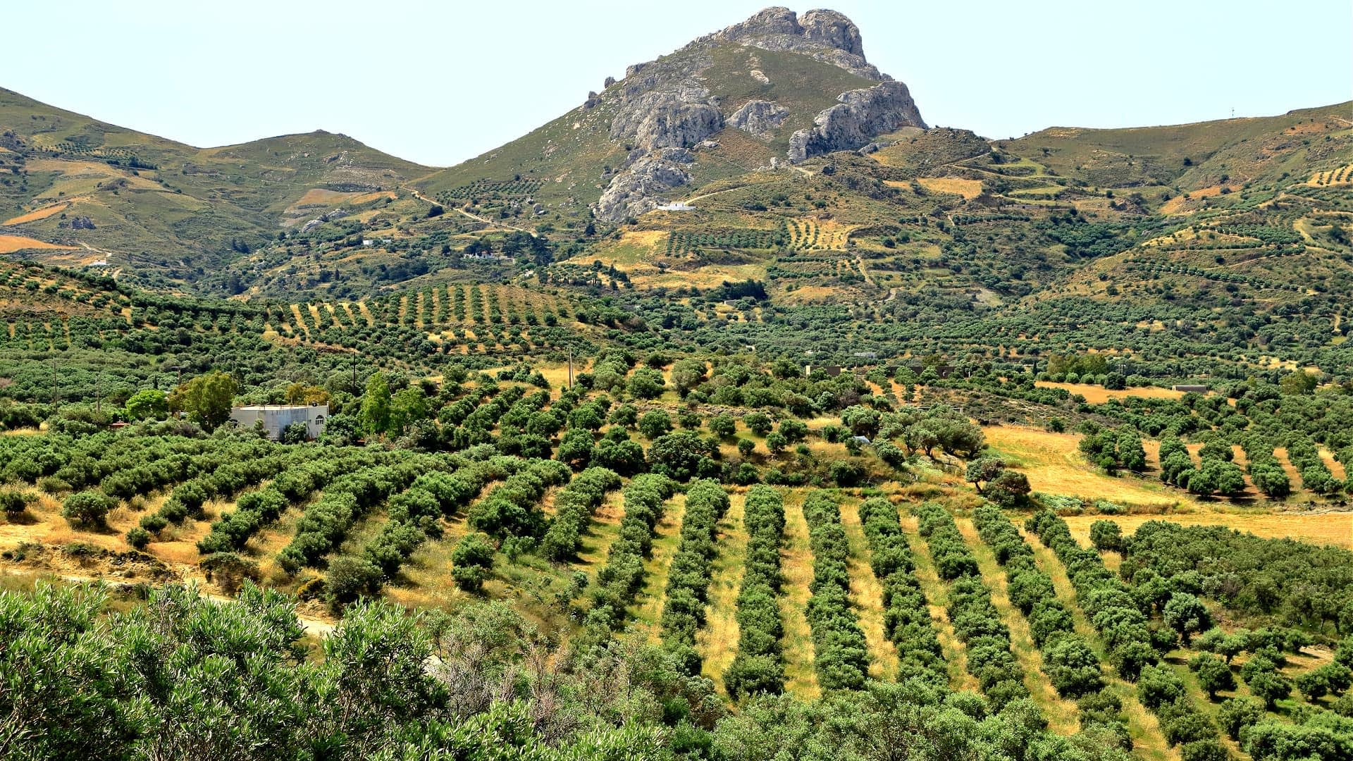 Produktion-Business-Europa-Produzenten-auf-Kreta-Look-to-DNA-Analyse-zur-Mehrwertschöpfung-Olivenöl-Zeiten
