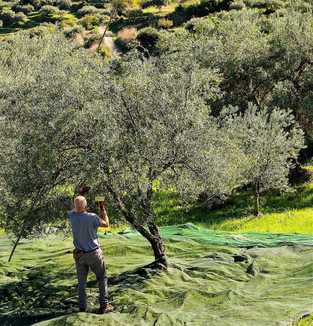 profiles-the-best-olive-oils-production-europe-oliva-how-ancient-fables-become-awardwinning-olive-oils-olive-oil-times