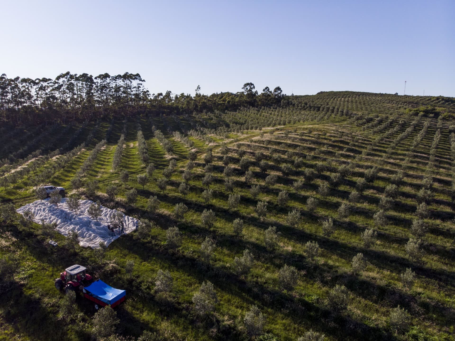 i-migliori-concorsi-di-olio-d'oliva-produzione-sud-america-un-altro-anno-record-suggerisce-una-tendenza-in-brasile-dicono-i-produttori-olive-oil-times