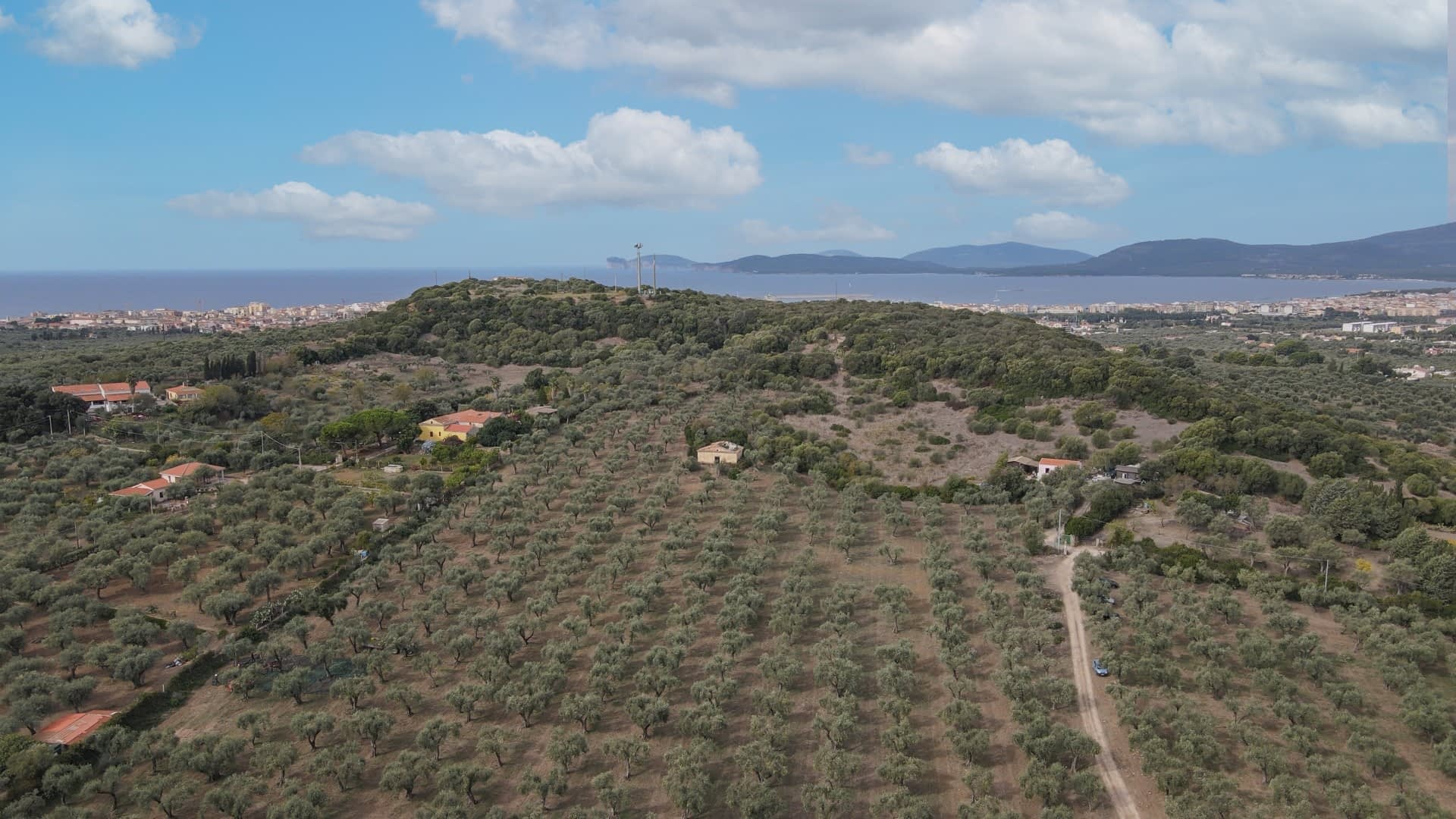 最佳橄榄油生产竞赛欧洲西西里岛和撒丁岛种植者在世界橄榄油时代竞赛中获胜