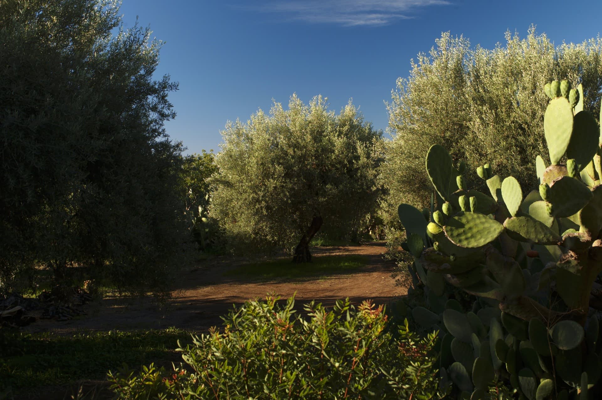 the-best-olive-oils-competitions-production-europe-sicilian-and-sardinian-growers-triumph-in-world-competition-olive-oil-times