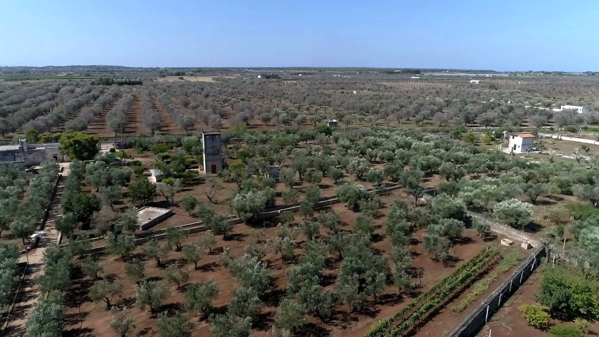 欧洲生产企业木杆菌-叶枯病遏制协议在普利亚橄榄油时代被证明是有效的
