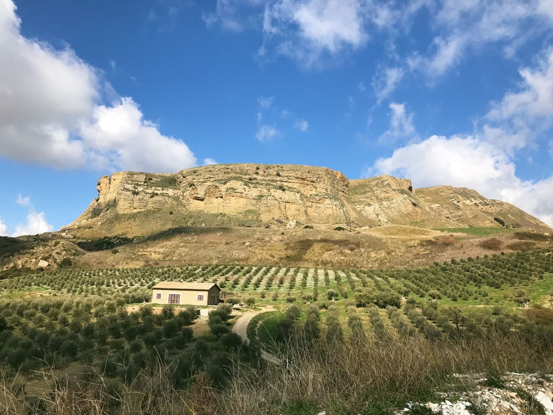 最佳橄榄油生产竞赛欧洲西西里岛和撒丁岛种植者在世界橄榄油时代竞赛中获胜