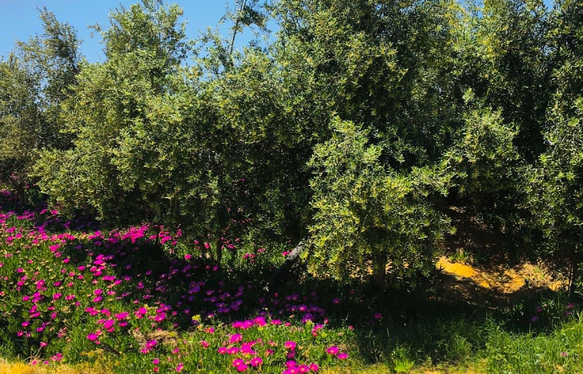 profili-la-migliore-produzione-di-olio-d-oliva-africa-medio-oriente-produttore-premiato-sottolinea-l-espansione-sostenibile-nel-deserto-della-giordania-tempi-dell-olio-d-oliva