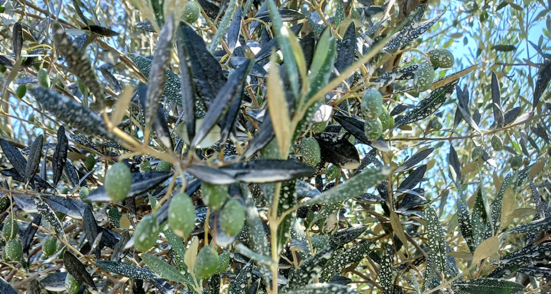 production-croatian-olive-grower-innovations-to-overcome-drowt-pests-olive-oil-times