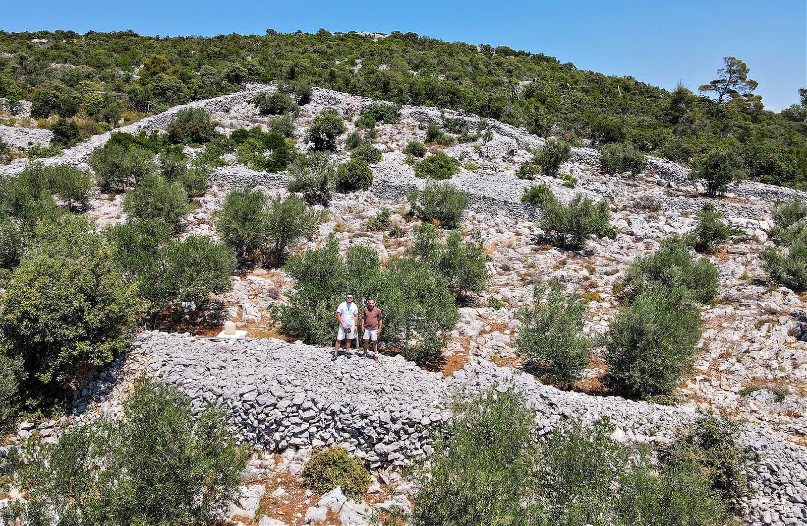 Production-Europe-Agronomist-restauriert-400 Jahre alten-Olivenhain-um-Dürren-in-Kroatien-Olivenölzeiten besser zu widerstehen