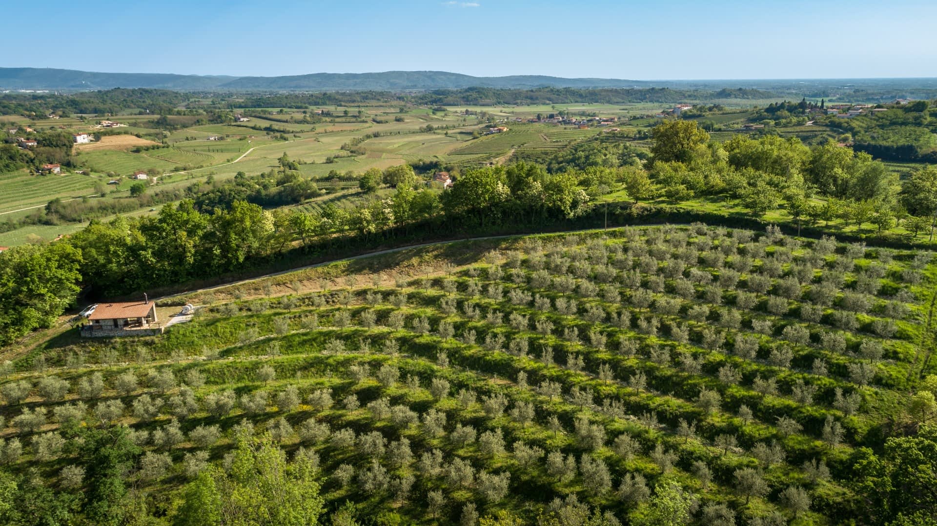 简介欧洲最佳橄榄油生产获奖 EVO 传奇斯洛文尼亚家族遗产橄榄油时代的最新章节