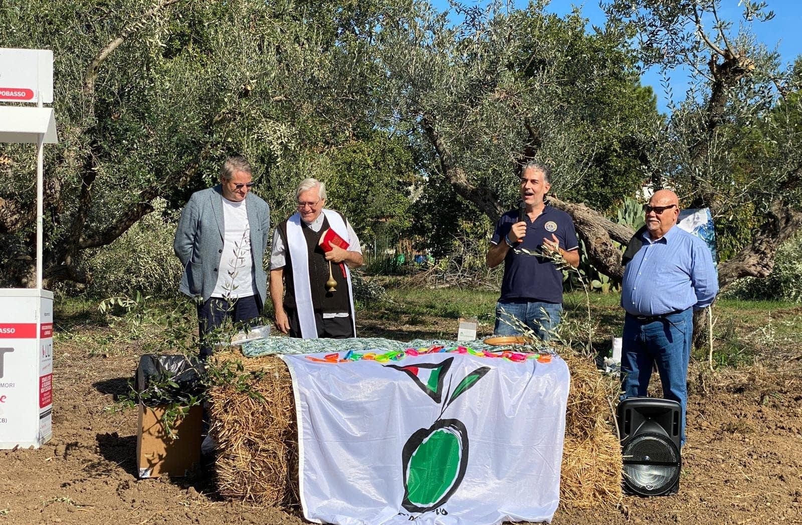 briefs-varieties-new-park-in-molise-promotes-olive-tree-biodiversity-social-inclusion-olive-oil-times