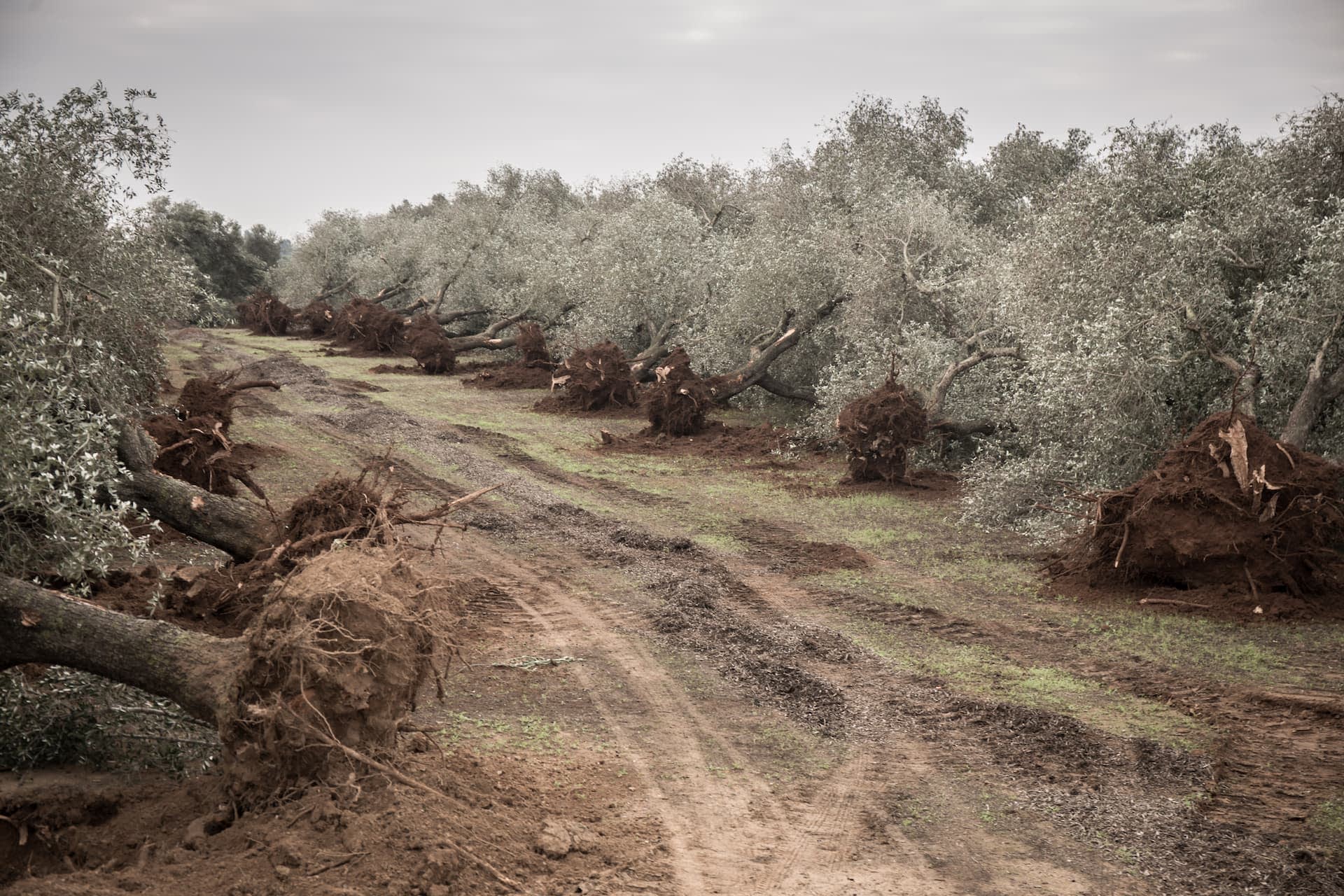 business-europe-reimagining-the-xylelladeasted-landscape-of-southern-puglia-olive-oil-times