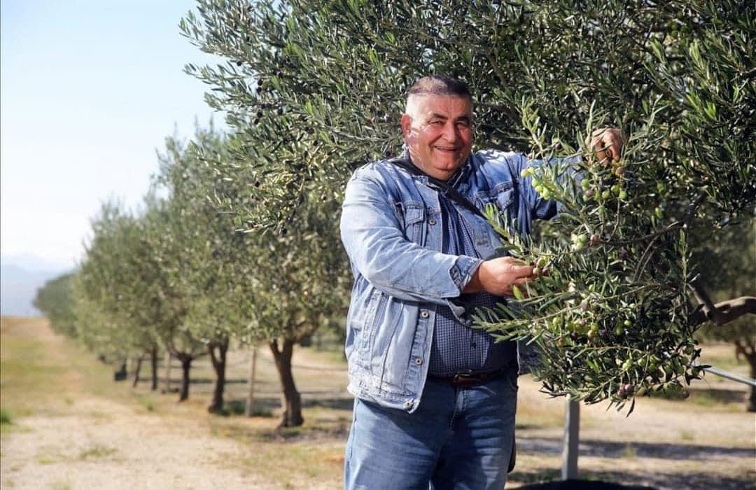 entreprise-de-production-europe-récolte-record-en-herzégovine-annonce-l'expansion-de-l'oléiculture-dans-les-balkans-occidentaux-époque-de-l'huile-d'olive
