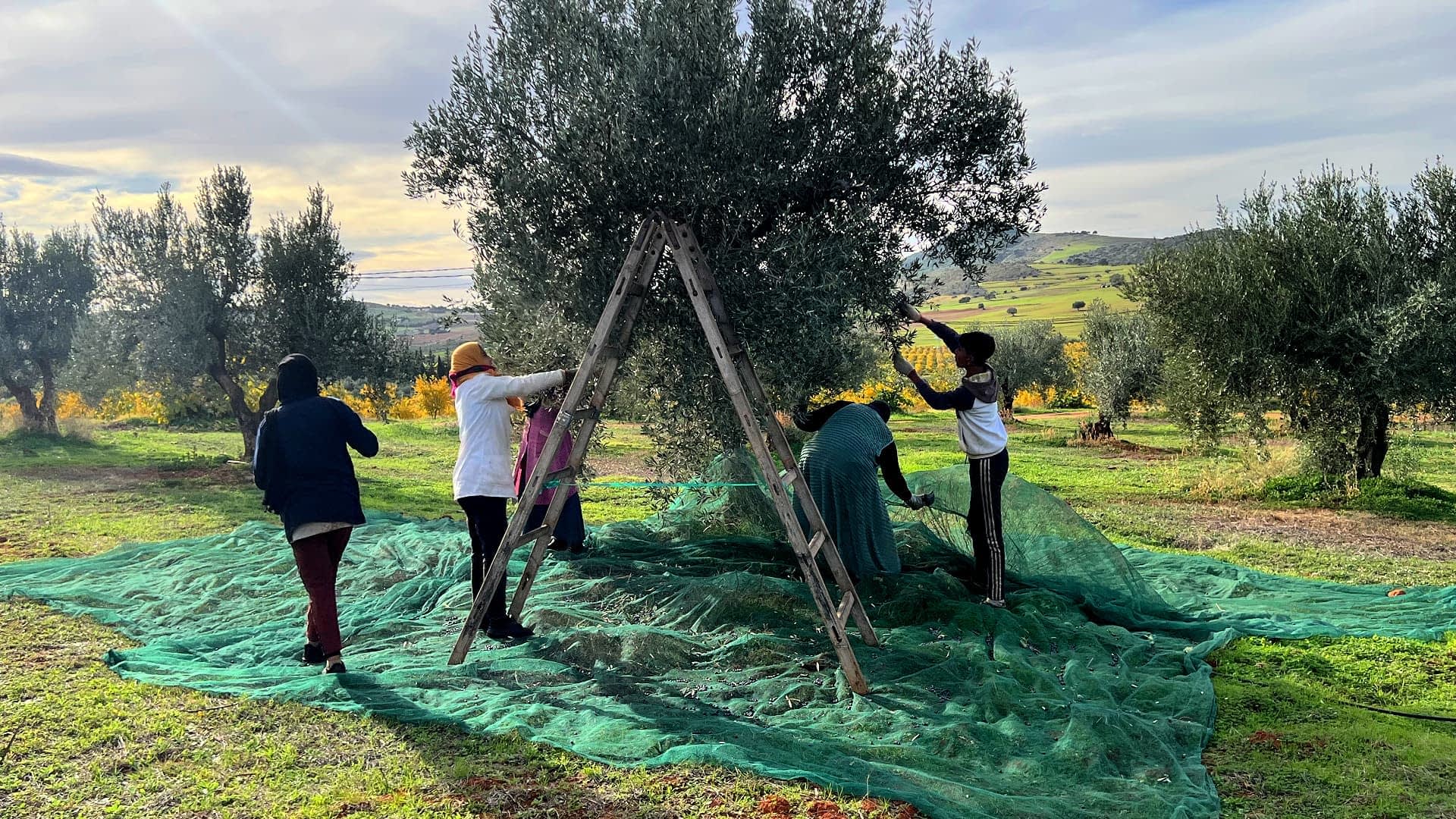 les-meilleures-concours-d'huiles-d'olive-production-afrique-moyen-orient-tunisiens-producteurs-célébrent-la-victoire-après-saison-en proie-à-la-sécheresse-huile-d'olive-times